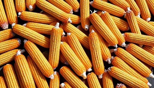 高产玉米种在土壤管理中的实际应用难题